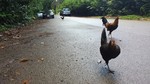 photo thumbnail #1