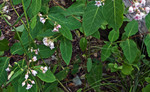 photo thumbnail #11