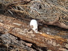 photo thumbnail #3