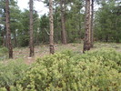 photo thumbnail #12