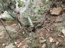 photo thumbnail #9