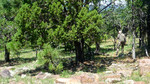 photo thumbnail #15