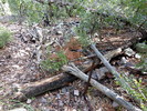 photo thumbnail #4