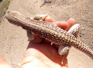 photo thumbnail #5