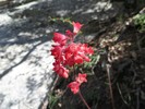 2014-08-23 :1: Mount Lemmon / Munchkinland :: BiFrost