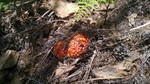 photo thumbnail #9