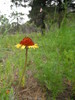 photo thumbnail #12