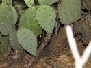photo thumbnail #11