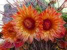 photo thumbnail #7