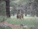 photo thumbnail #1