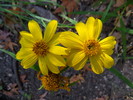 photo thumbnail #2