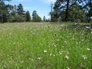 photo thumbnail #13