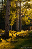 2014-09-02 :3: AZT Aspen Hike :: hippiepunkpirate