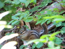 photo thumbnail #15