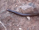 photo thumbnail #9