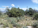 photo thumbnail #9
