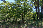 photo thumbnail #9