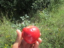 photo thumbnail #5