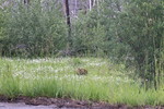 2014-06-26 :: Glacier National Park :: Azbackcountry