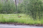 2014-06-26 :: Glacier National Park :: Azbackcountry