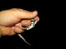 photo thumbnail #8