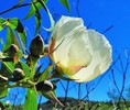 photo thumbnail #8
