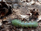 photo thumbnail #3