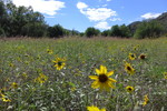 photo thumbnail #5