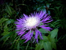 photo thumbnail #8