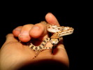 photo thumbnail #7