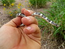 photo thumbnail #5