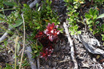photo thumbnail #8
