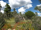 photo thumbnail #5