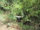 photo thumbnail #5