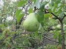 photo thumbnail #6