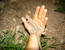 photo thumbnail #1