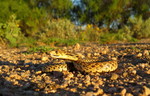 photo thumbnail #1