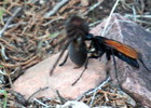 photo thumbnail #7