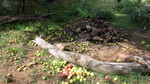 photo thumbnail #6