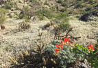 photo thumbnail #5