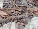 photo thumbnail #12