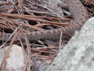 photo thumbnail #14