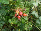 photo thumbnail #5