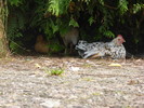 photo thumbnail #6