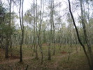 photo thumbnail #10