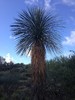 2014-09-28 :1: Latigo Trail - MSPN :: Crzy4AZ