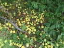 photo thumbnail #13