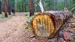 photo thumbnail #7