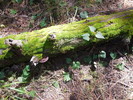 photo thumbnail #12
