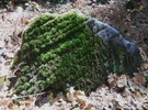 photo thumbnail #15